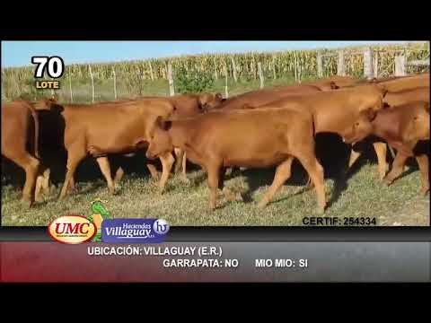 Lote 83 Terneras en Villaguay, Entre Ríos