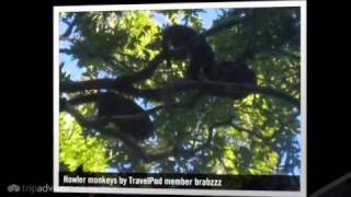 preview picture of video 'El Mirador - the 6 day jungle trek Brabzzz's photos around El Mirador, Guatemala (travel pics)'