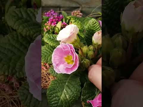 霜を恐れない多年草はどれですか?ベスト10種と冬に向けた準備方法！  庭園