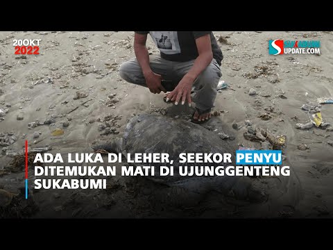 Ada Luka di Leher, Seekor Penyu Ditemukan Mati di Ujunggenteng Sukabumi
