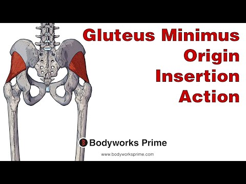 Gluteus Minimus Anatomy: Origin, Insertion & Action