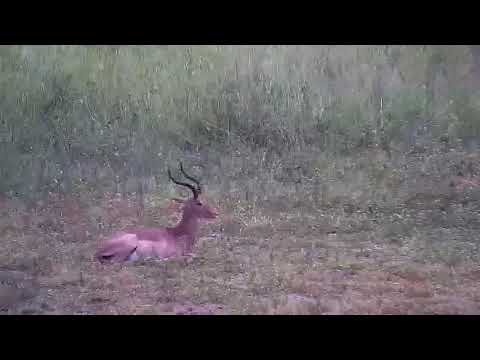 Djuma: Egyptian Geese, Terrapin and Impalas - 10:15 - 01/23/2022