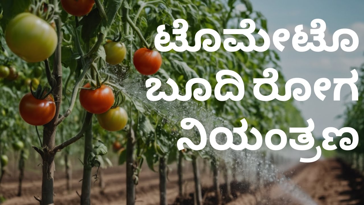 ಟೊಮೇಟೊ ಬೂದಿ ರೋಗ ನಿಯಂತ್ರಣ| Tomato Powdery Mildew Management | AgWise Solutions