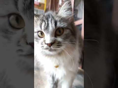 Choco ♀️ She's the most calm cat, ever..🐾🐈 #cat #kitten #ragdoll #persian