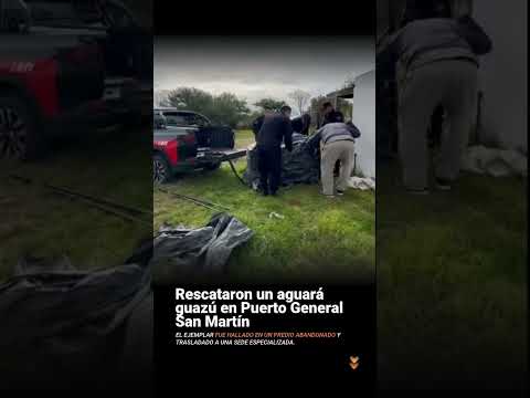 Rescataron un aguará guazú en Puerto General San Martín 🐺🌿  La Policía Ecológica y el equipo de…