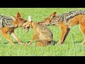 Jackals Rip Fox Apart While It Fights Back