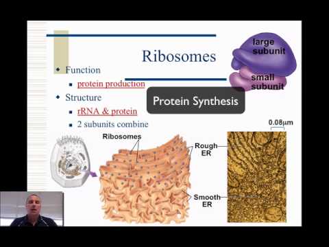 Difference Between Nucleus And Ribosomes