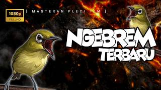 Download lagu 🔴 LIVE Masteran Pleci Tembakan Brem Cigune Terpanjang mp3