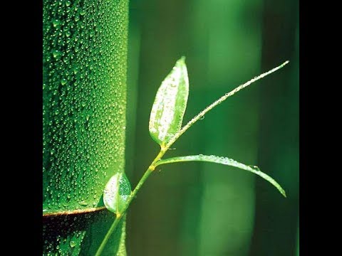 Daniel Stambler -  Buddhist Mindfulness: More Than Just Being Present