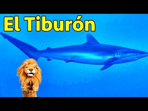 Los niños conocen al Tiburón - Animales del Acuario con Lorenzoo - Videos Educativos para Niños