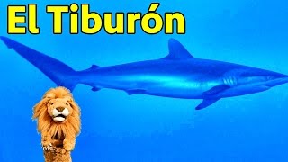 Los niños conocen al Tiburón - Animales del Acuario con Lorenzoo - Videos Educativos para Niños
