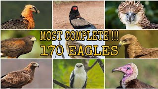 MOST COMPLETE !!! 170 SPECIES OF ACCIPITRIDAE (EAGLE, HAWK, KITE,  BUZZARD AND VULTURE)