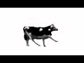 polish cow full song