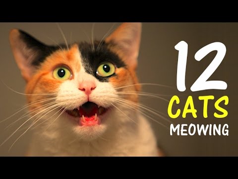 12 CATS MEOWING LOUDLY | Make your Cat Go Crazy! 2.0 HD