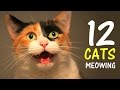 12 CATS MEOWING LOUDLY Make Your Cat Go Crazy 2 0 HD