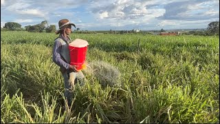 Como Maximizar Seu Pasto: Adubação Nitrogenada em Piquetes Rotacionados