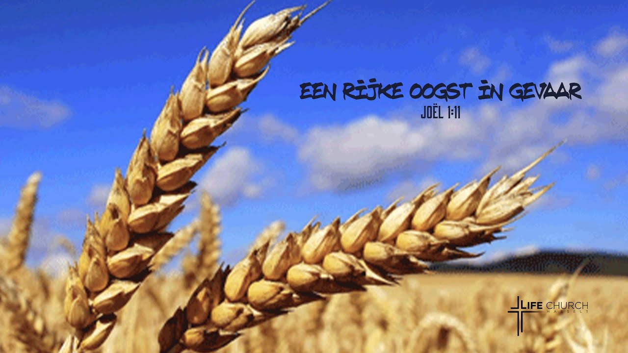 Een rijke oogst in gevaar