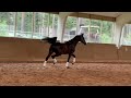 Stunning Dressage Horse with Exceptional Movements