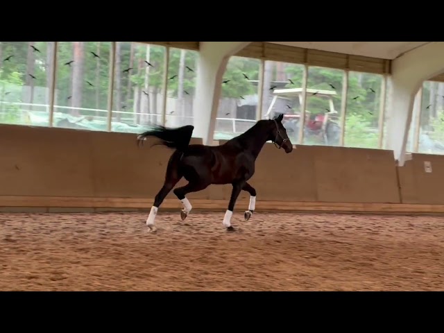Stunning Dressage Horse with Exceptional Movements