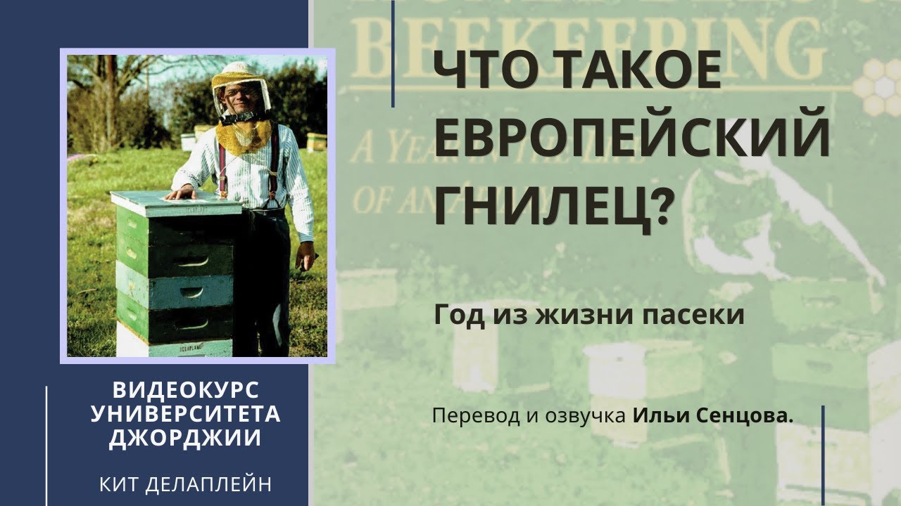 Что такое европейский гнилец пчел? (Университет Джорджии, Кит Делаплейн)