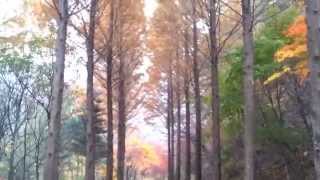 Vivaldi - Violin Concerto No.6 in a minor, RV 356, Op.3 / II. Largo (Christopher Hogwood)