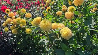 Spectacular Dahlia Collection 2026 | Kaunas Botanical Garden Dahlia Tour | 4K