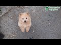 Pomapoo dogs for sale: Lil Taffy - Video 1