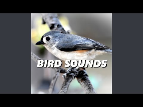 Soft Garden Bird Sounds