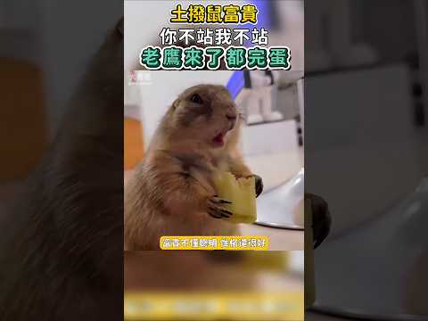 土撥鼠「富貴」：你不站我不站,老鷹來了都完蛋！！#shorts #shortvideo #animals #funny #funnyanimals #pets #寵物 #土撥鼠 #動物