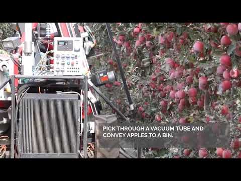 リンゴの収穫: 良い収量を得るための 10 のヒント 植物