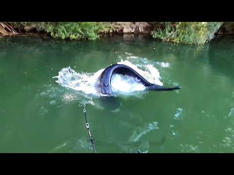 Удивительные Прыжки Разных Животных. Большой выпуск!