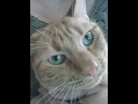 Cats Funny Video | Skylar Cat Playing