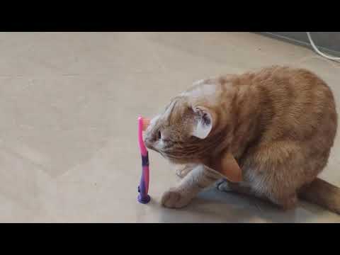 Kitten brushing teeth for the first time