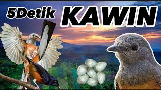 Download lagu PAGI HARI‼️5 Detik KAWIN LANGSUNG‼️PANCINGAN mp3