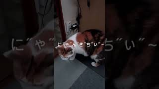 猫と入れ替わる方法