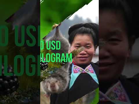 BERNARD CAMPBELL Explainer Narration BAMBOO RATS