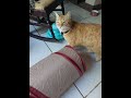 Vlad S Vet Visit Continued Part 2