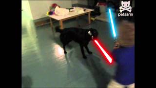 It is a dark time for the rebellion. Although the Dog Star has been destroyed, Imperial pooches have driven the Rebel forces from their hidden base and pursued them across the playpen...