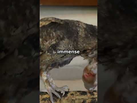 What Makes Owls the Ultimate Night Hunters? #Owls #NightPredators #Wildlife