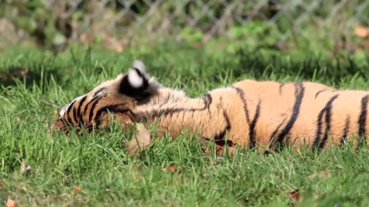 Объектив Canon EF 800mm f/5.6L IS USM