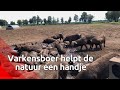 Varkensboer helpt natuur een handje