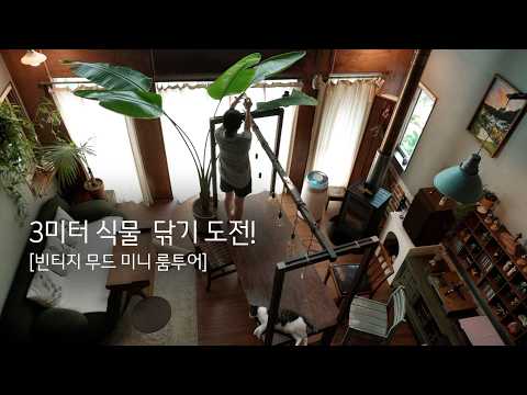 미뤄둔 집안일 해치우기 | 빈티지 현관 & 미니 서재 랜선 구경, 3m 여인초 청소(feat.방해꾼 냥이) VLOG