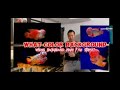 Choose Right Background Color for Flowerhorn Fish with RedFather