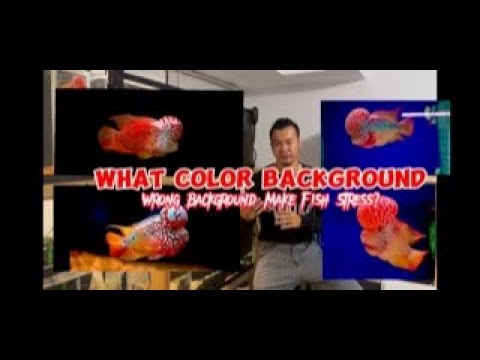 Choose Right Background Color for Flowerhorn Fish with RedFather