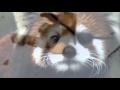 Don T F K With Red Pandas