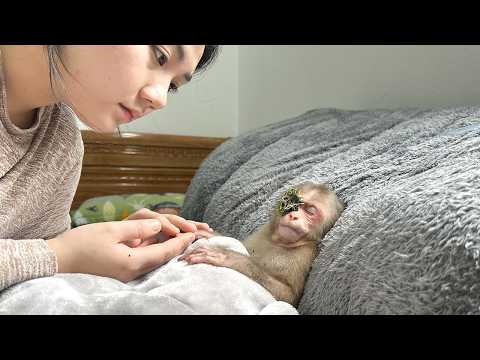 Lala has a swollen eye! Mom is worried and looks for the cause and treatment for her