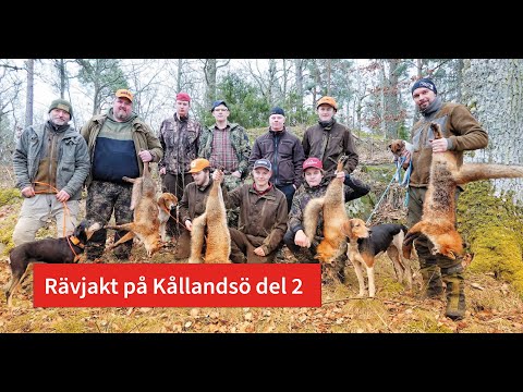 Rävjakt på Kållandsö  del 2