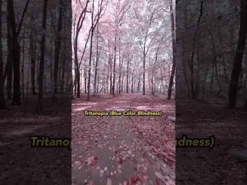 POV: Fall Color Blindness