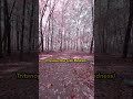 POV: Fall Color Blindness