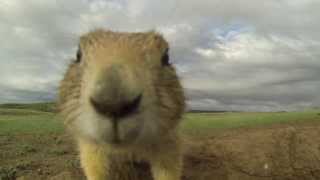 Zany Prairie Dogs